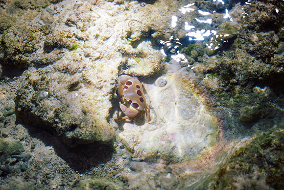 A Yoron Island Style "Izari" Night Reef Walk Tour